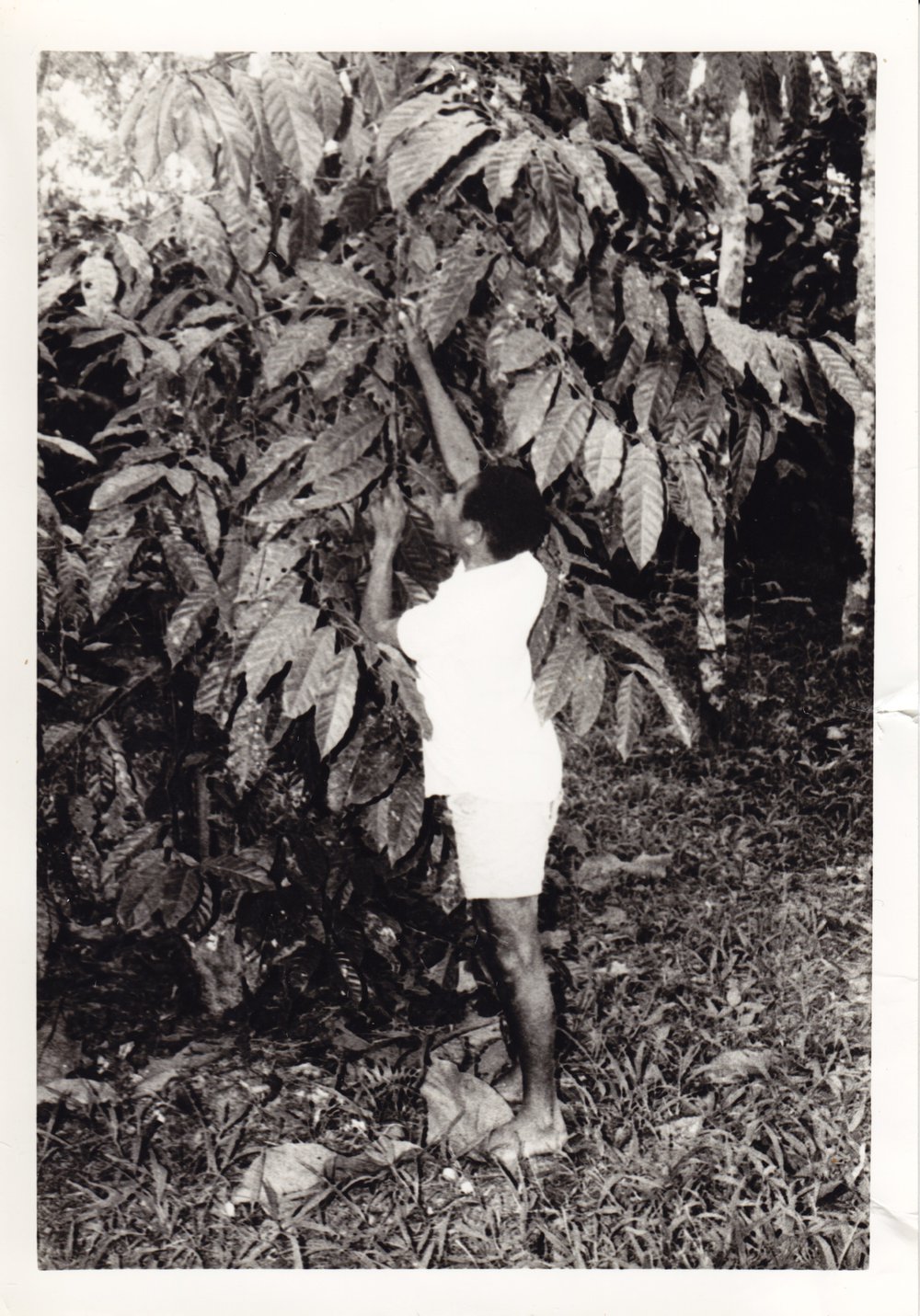 Coffee picking at Aupik School