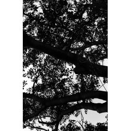 Fig tree. n2b_50_07