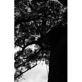 Fig tree. n2b_50_06