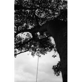 Fig tree. n2b_50_05