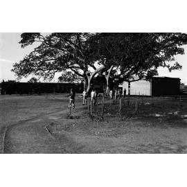 Campus scenes. n2b_27_15