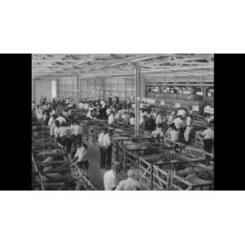 Goulburn Merino Ram sales