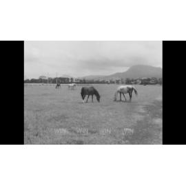 Summer has come to Wollongong