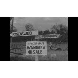 Sheep sales near Ravenswood NSW