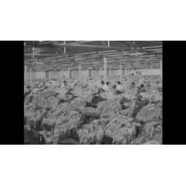Very large wool sales in Goulburn