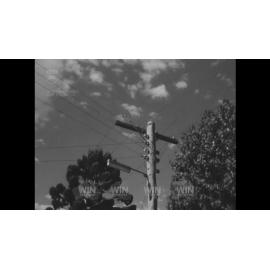 Large tree fell down onto street