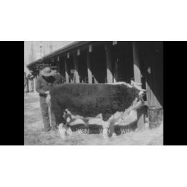 Hereford bulls on parade