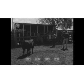 Bull auction