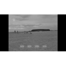 Many dead Muttonbirds on Windang beach