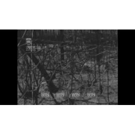 Fire damage to flora and fauna