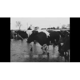 Cattle sales on a rainy day