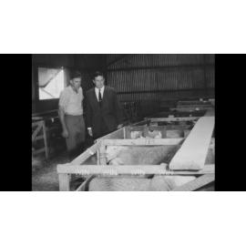 Sheep are inspected at the Goulburn Show