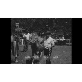 Nowra's 1969 Show is in full swing