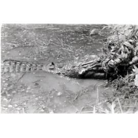 Aibom crocodile tethered until initiation feast