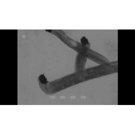 Cleaning up sludge pollution from South Beach (now City Beach) Wollongong