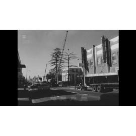 A large Norfolk pine tree outside Wollongong Town Hall is felled