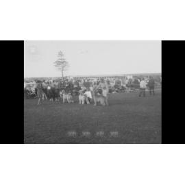 South Coast United Woonona