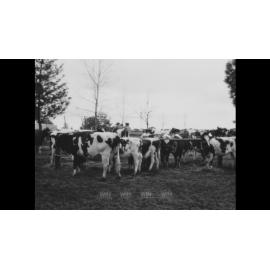 Stud Cattle Sale at Berry                  