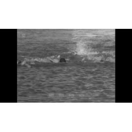 Wollongong Whales Swimming Training        