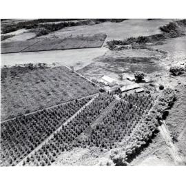 Aerial view of plantation in Papua New Guinea