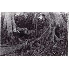 Fig trees, Dunmore