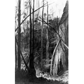Cabbage tree forest, Illawarra
