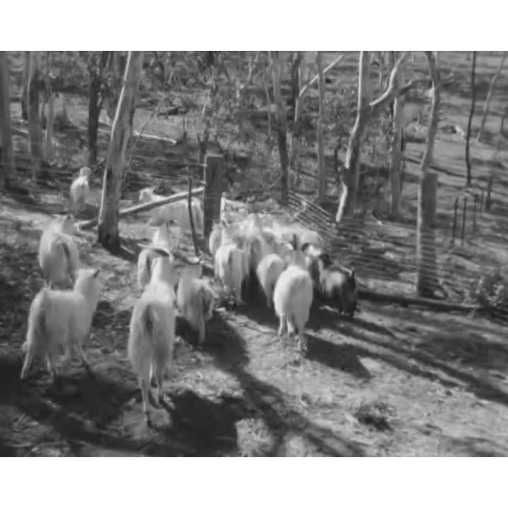 Angora goats