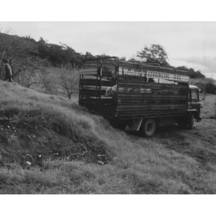 Cattle feeding