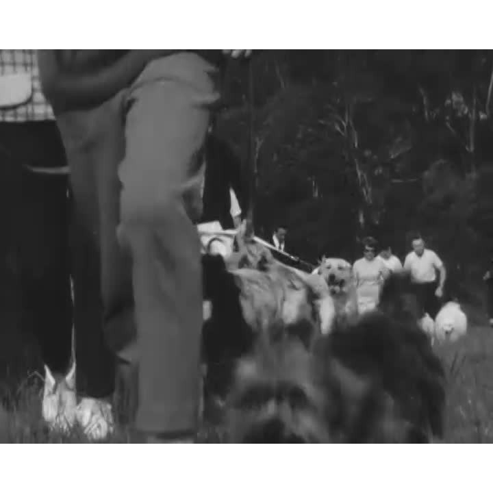 Illawarra Dog Training Club