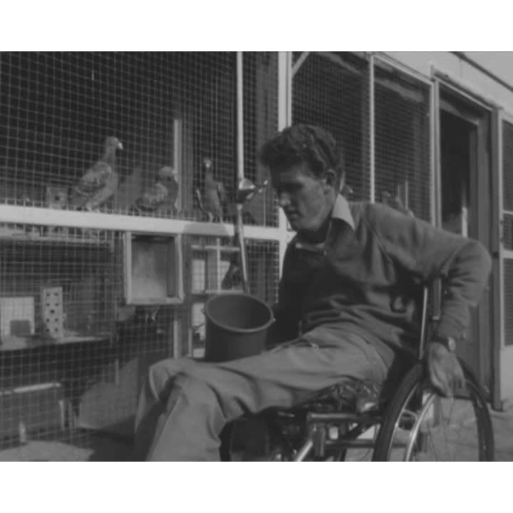 Ken Wynn and his racing pigeons part 1