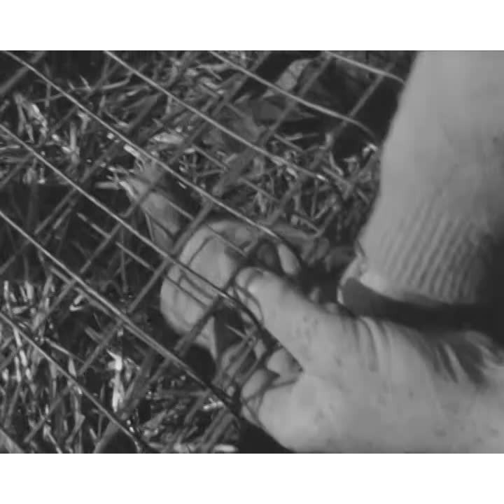 Ken Wynn and his racing pigeons part 2
