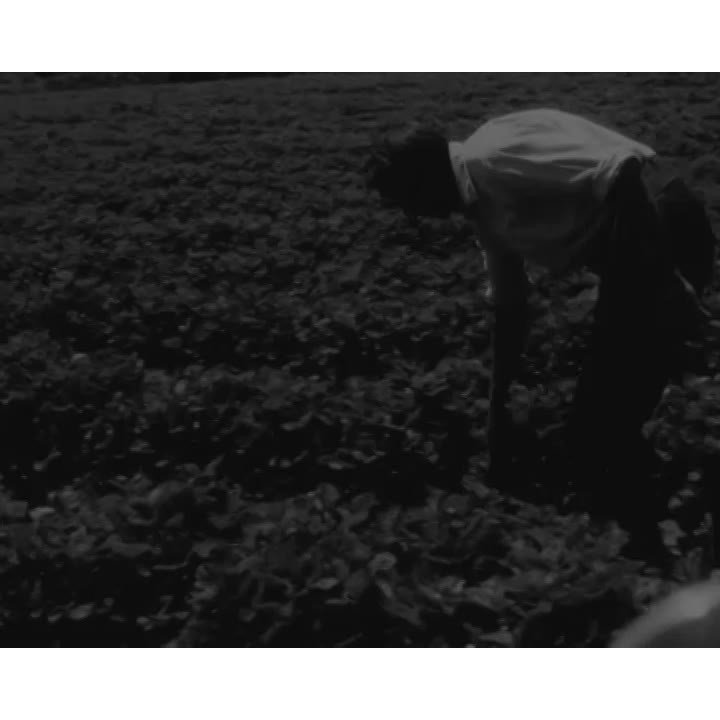 Strawberry patch