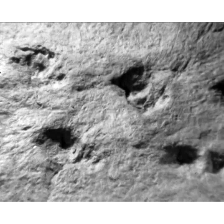 Fossils