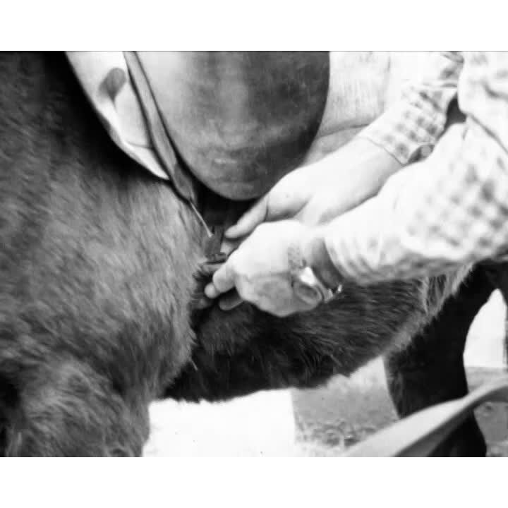 Trail rides