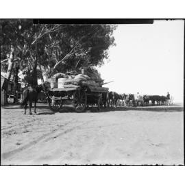 Bullock team and dray