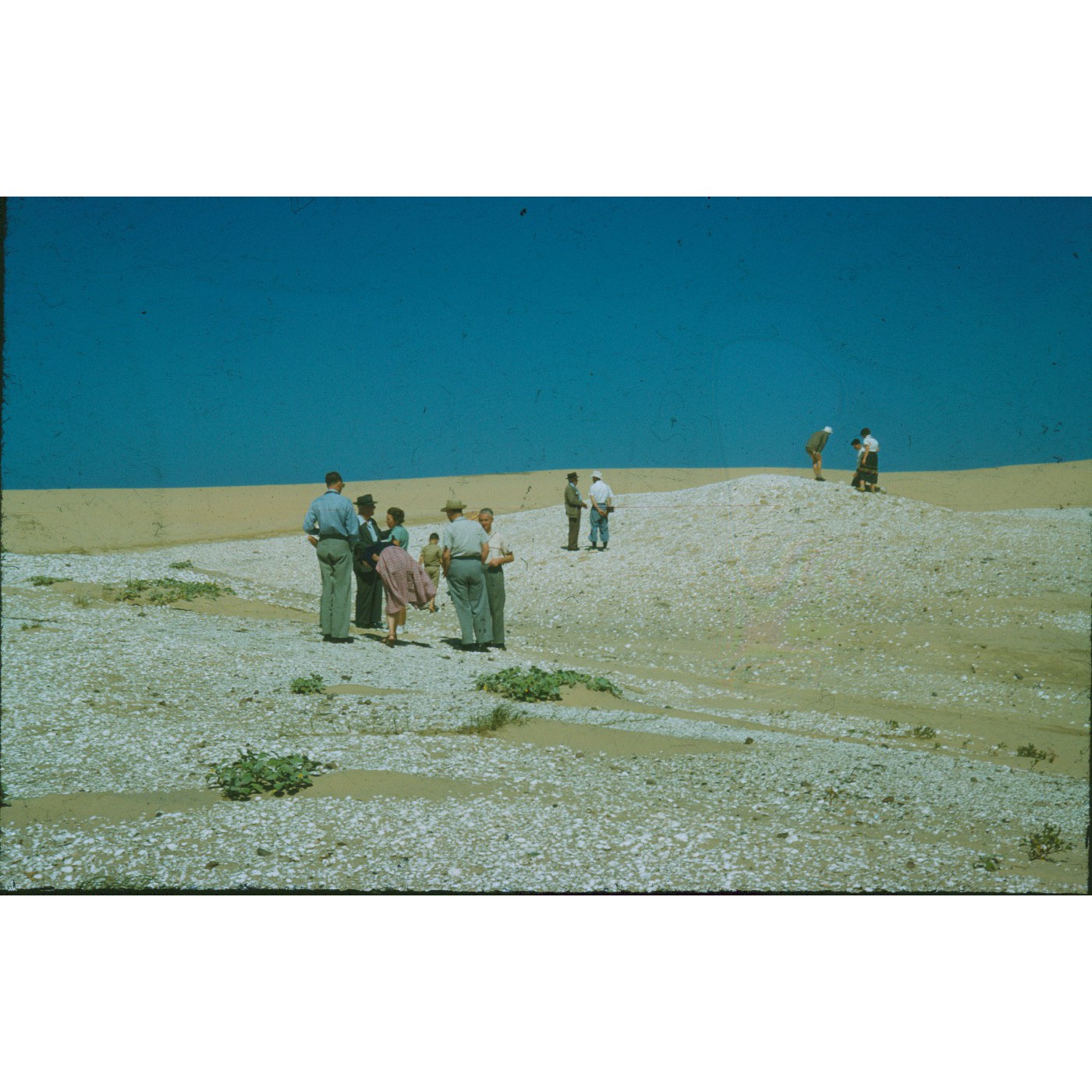 Illawarra Natural History Society collection