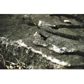 Lizard on rocks, Mt Keira