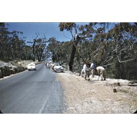 Tree planting Mt Keira