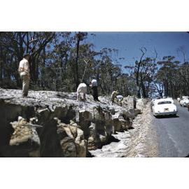 Planting wattle trees